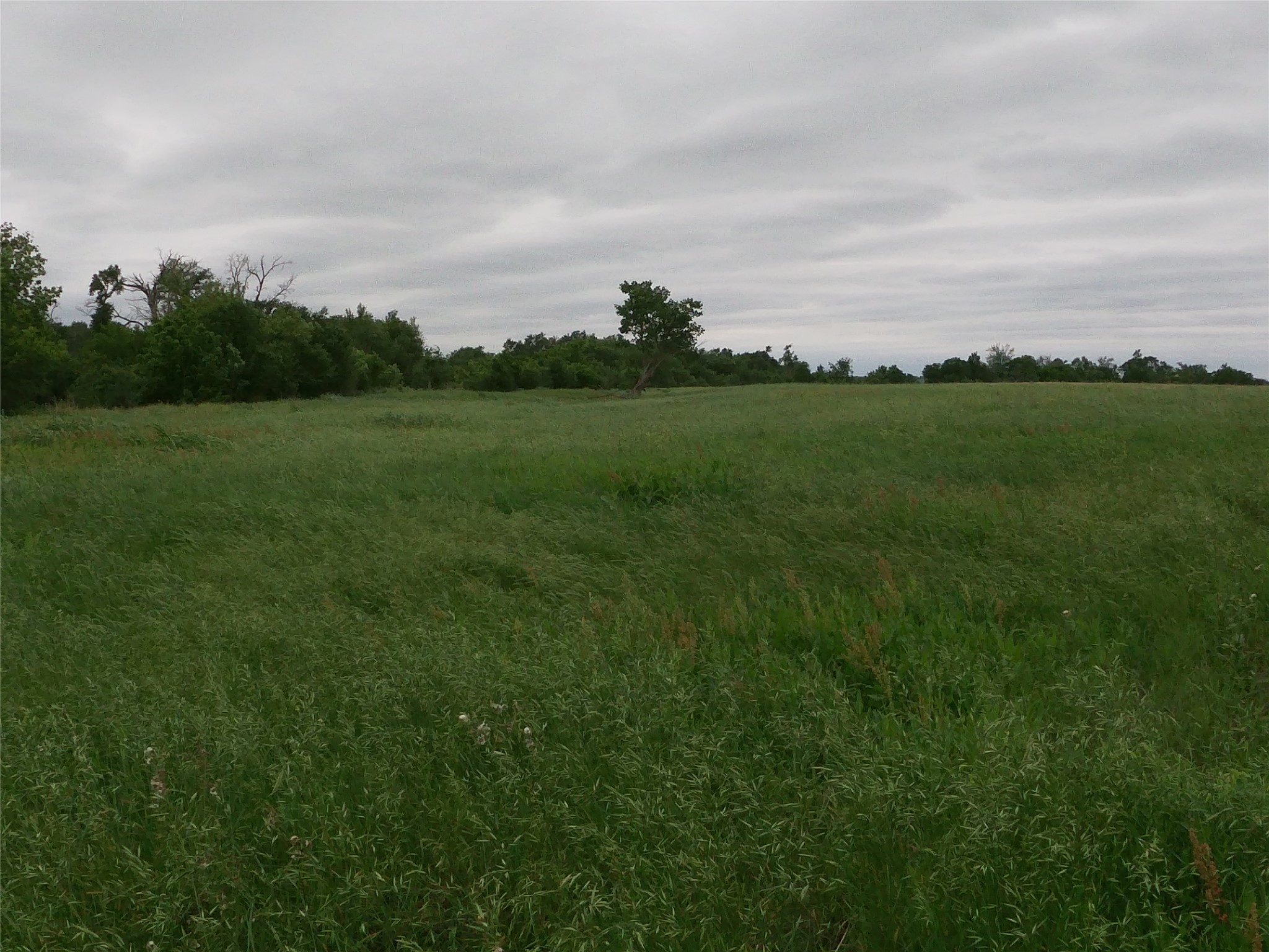 0 Fm 112 Road Thrall, TX 76578 - Photo 20 of 38 a view of a field with grass and trees