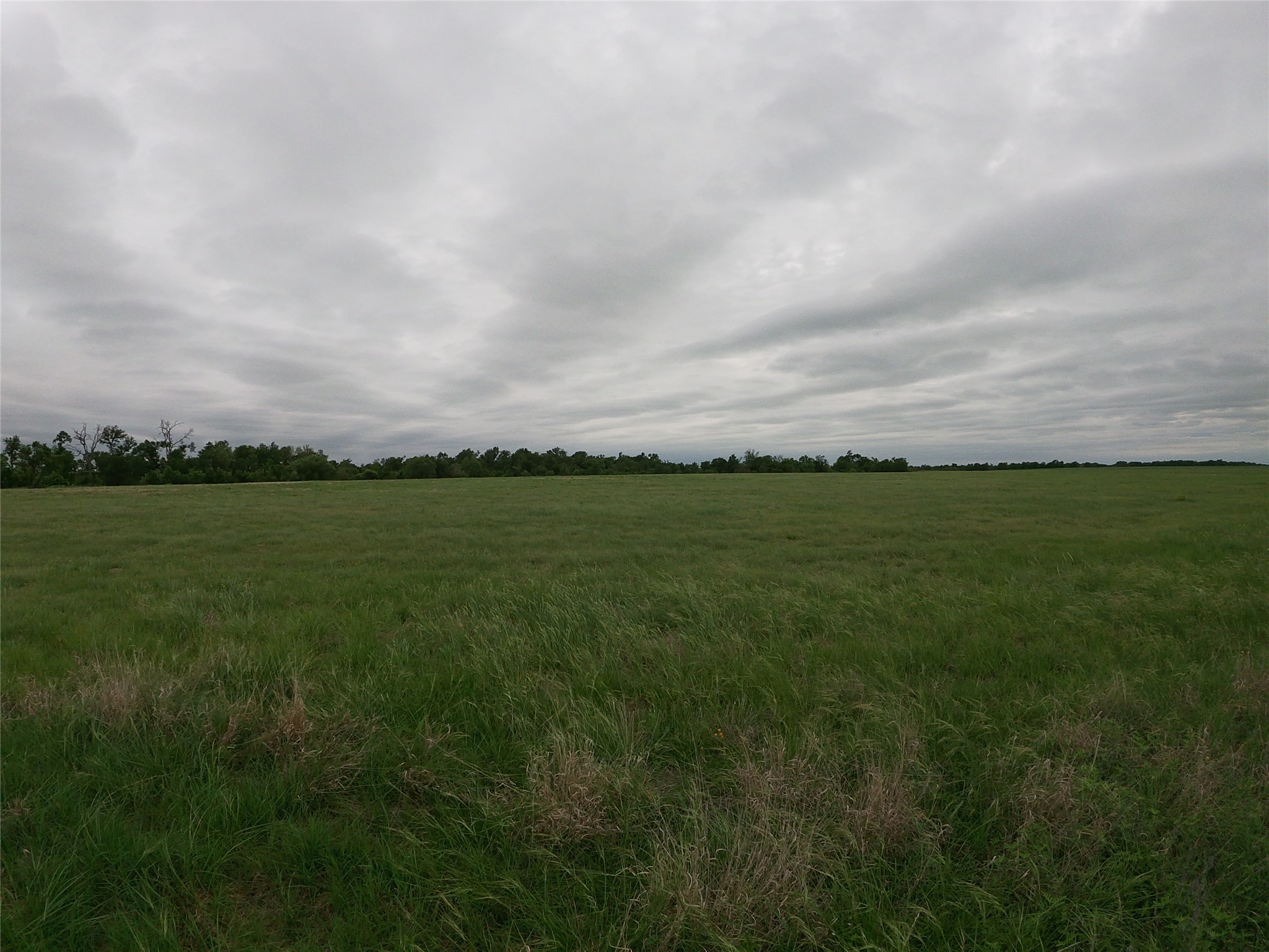 0 Fm 112 Road Thrall, TX 76578 - Photo 38 of 38 a view of a field with plants and large trees