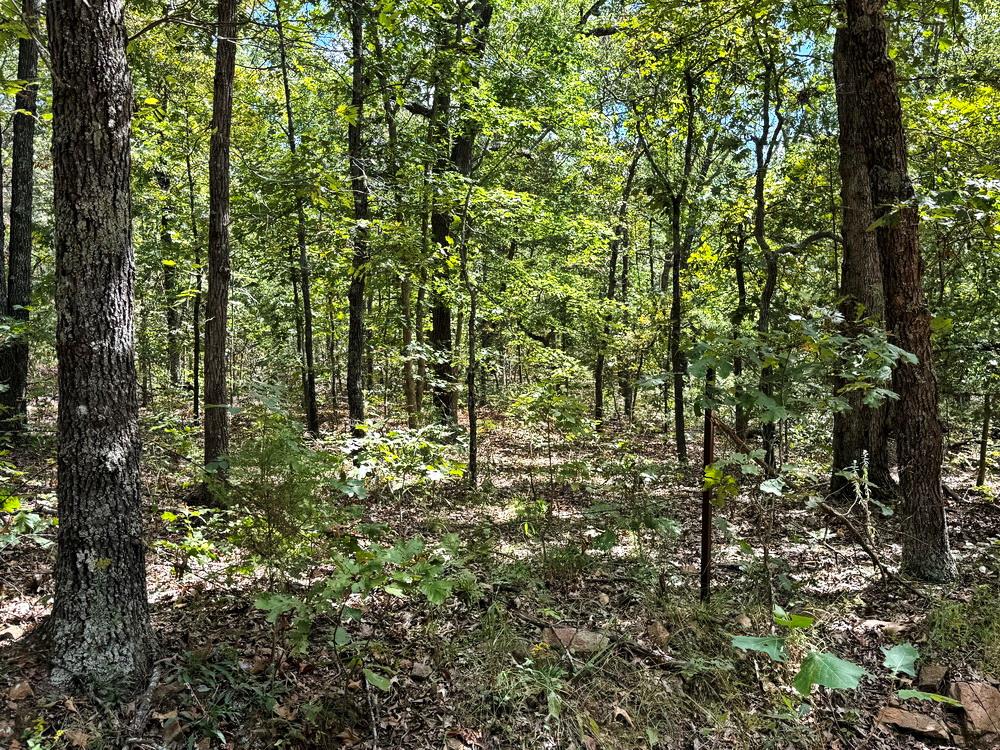0 1200th Road Collins, MO 64738 - Photo 11 of 22 Gallery Image 11