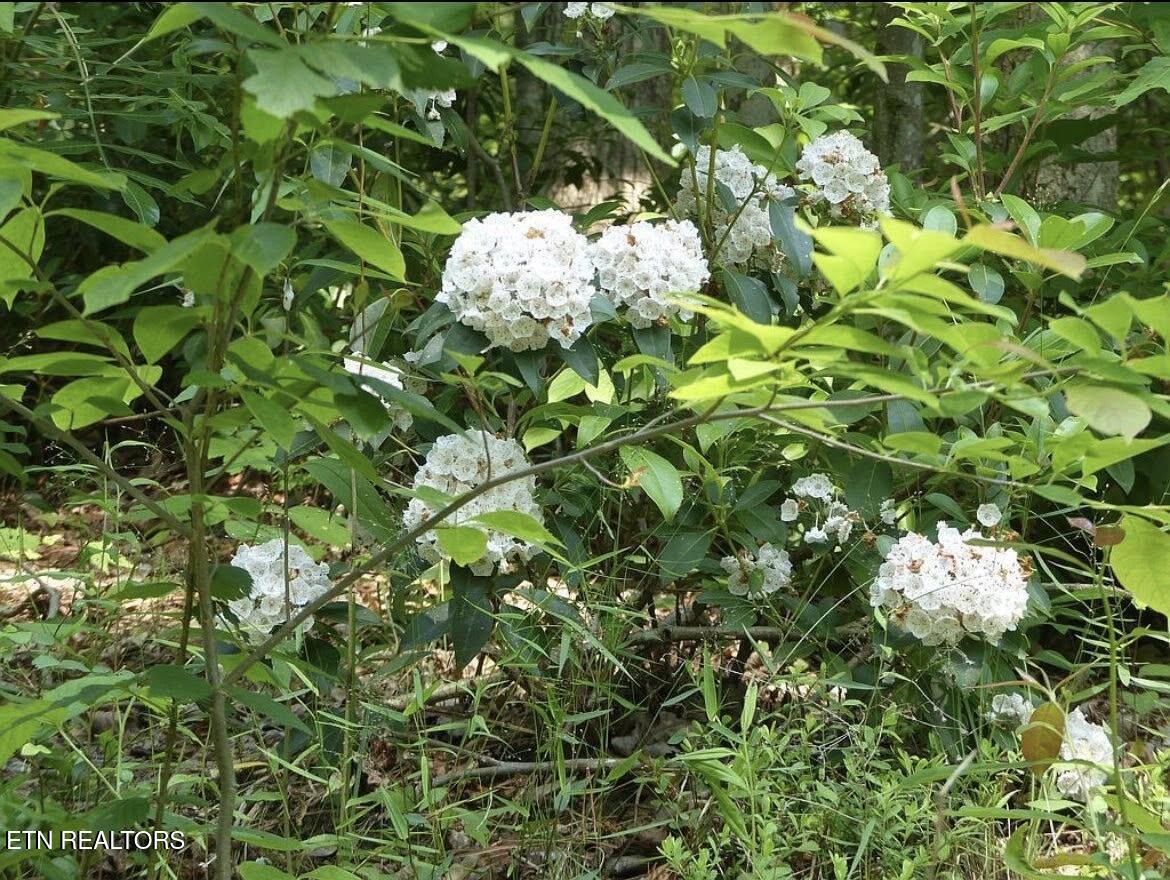 0 Walnut Flats Road Walland, TN 37886 - Photo 9 of 12 9