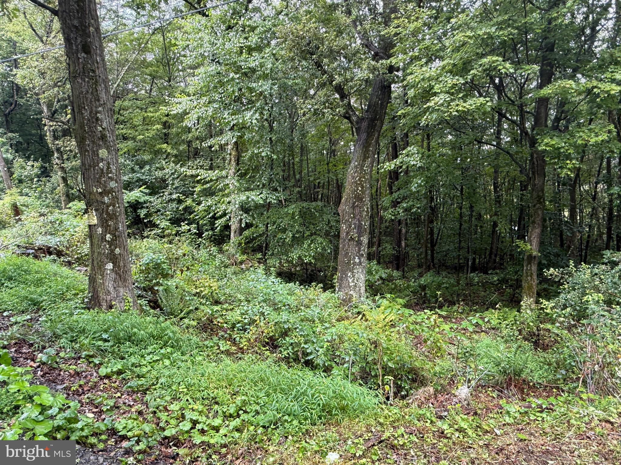 0 Pinnacle Road Keyser, WV 26726 - Photo 17 of 61