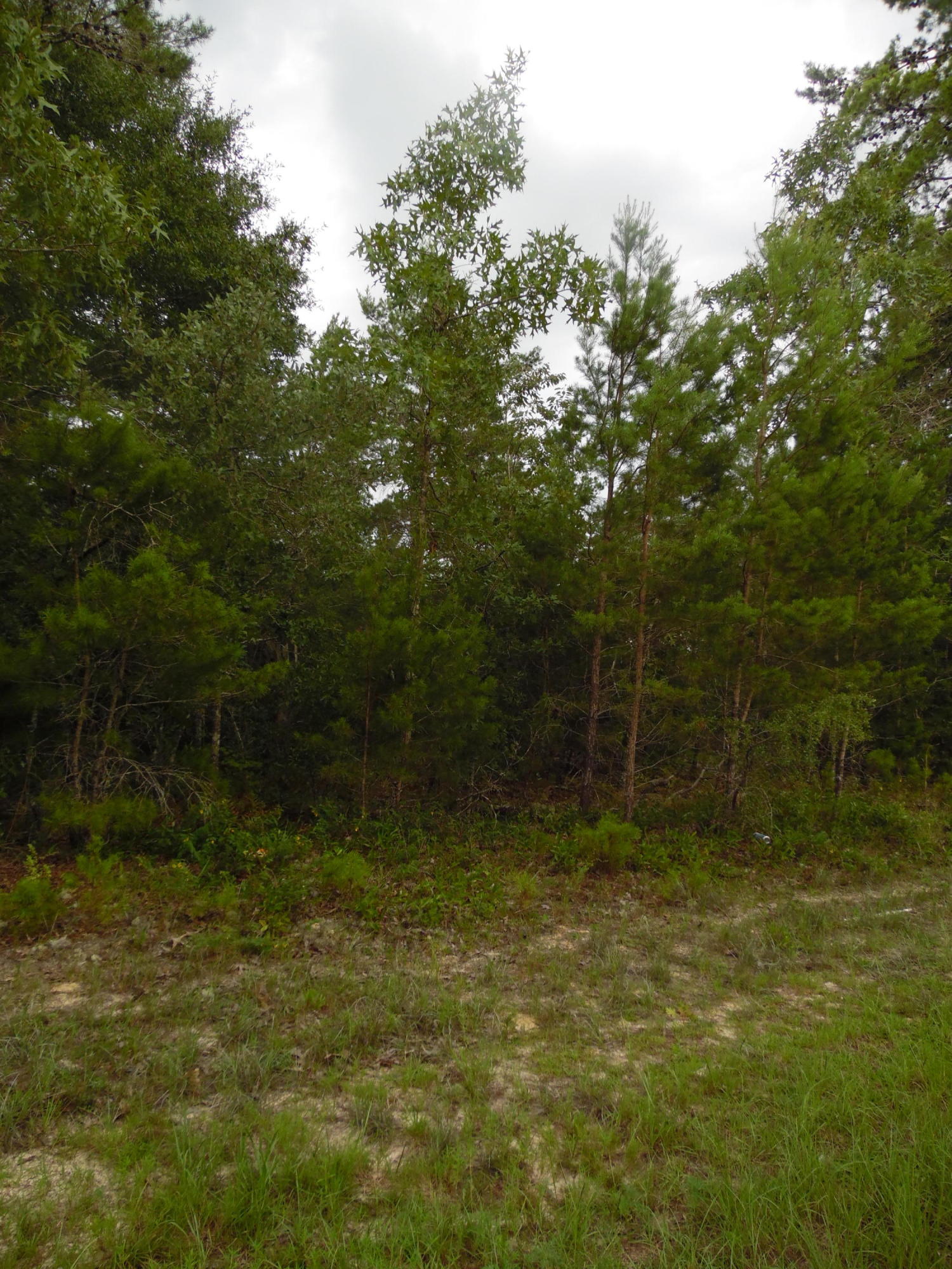 Lot 54 Oakridge Road DeFuniak Springs, FL 32433 - Photo 3 of 4 SAM_8240