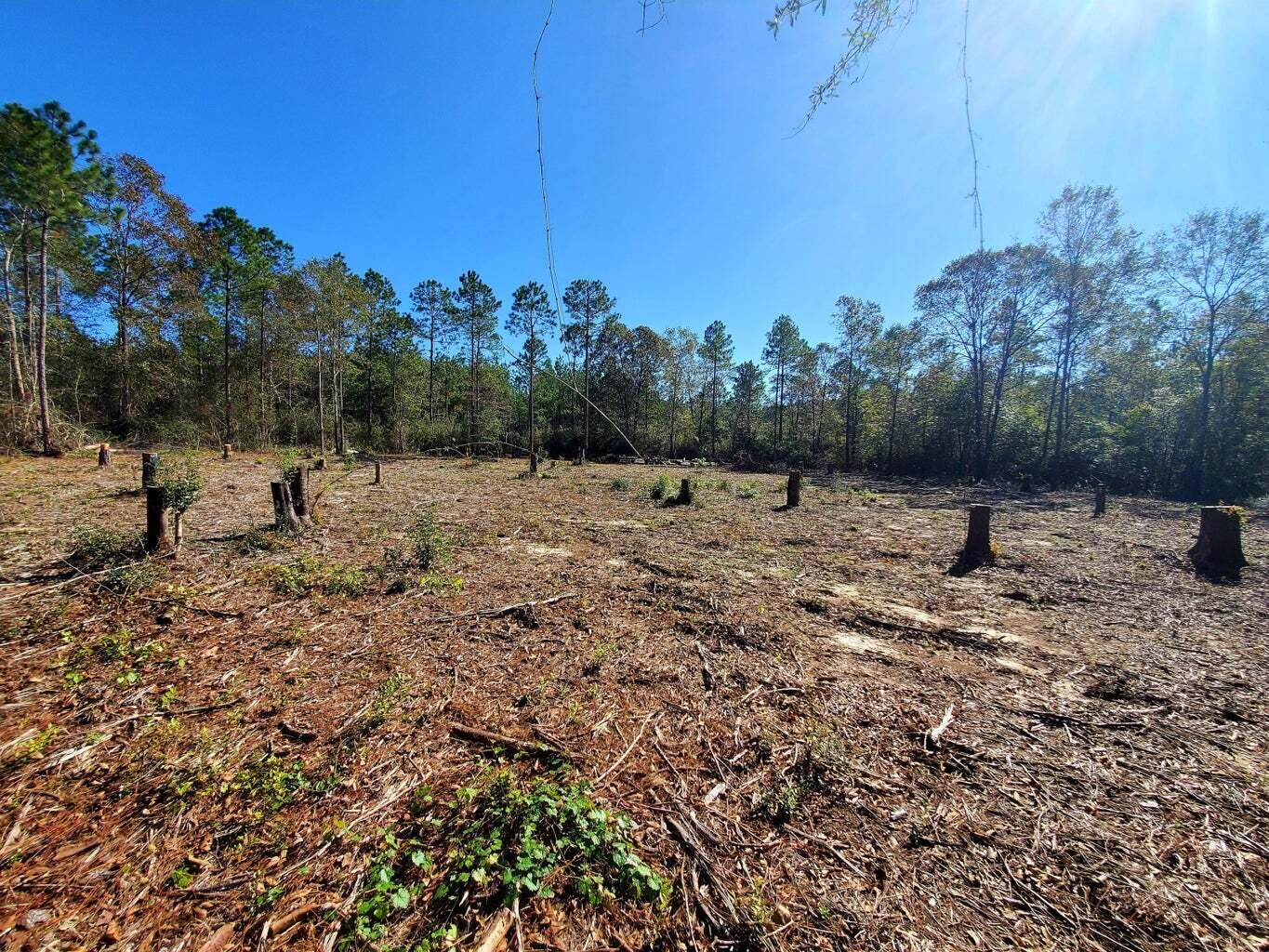 6221 County Line Road Baker, FL 32531 - Photo 12 of 16 a view of a forest with a tree