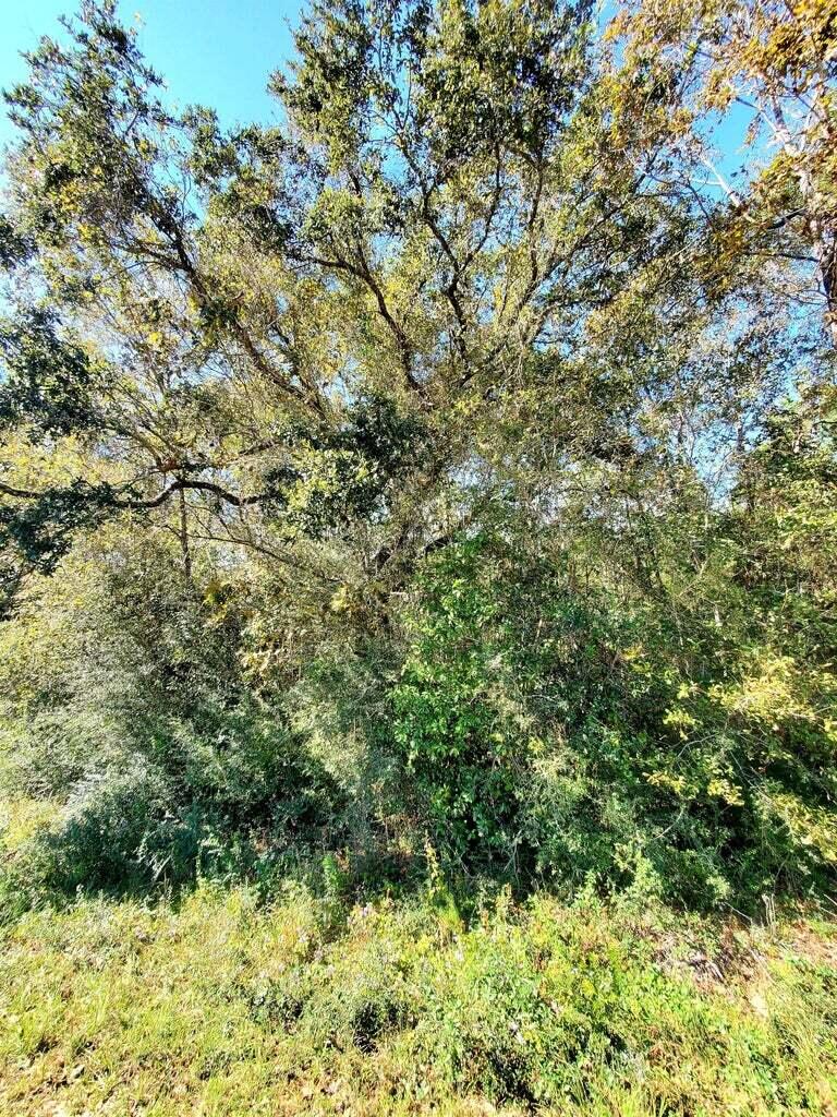 6221 County Line Road Baker, FL 32531 - Photo 14 of 16 a view of a lush green forest