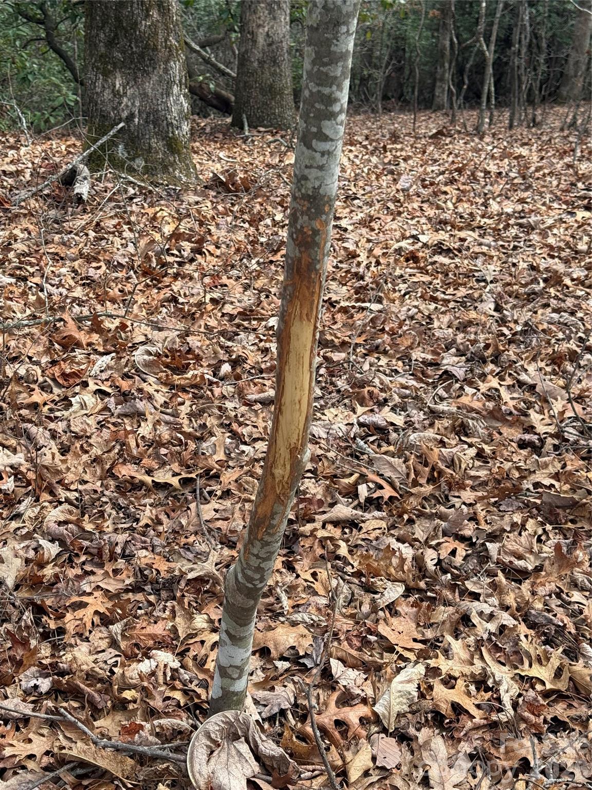 Lot 10 Joshua Road Rosman, NC 28772 - Photo 24 of 38 a view of a yard