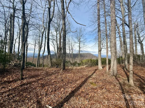 a view of a forest filled with trees