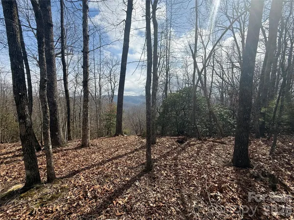 a view of a forest with a tree