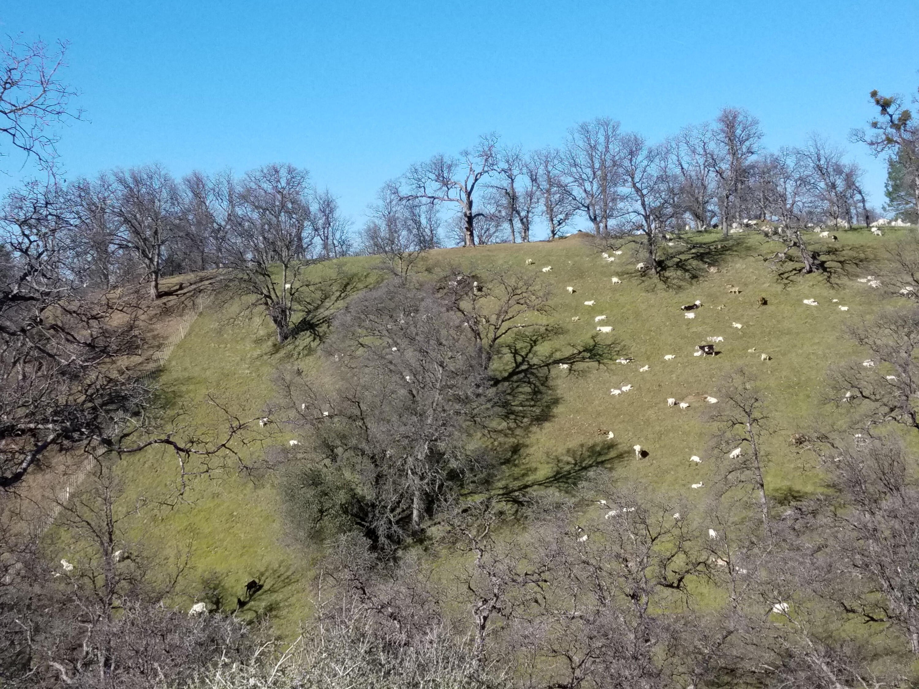 Penneleme Road Red Bluff, CA 96080 - Photo 3 of 8 goats