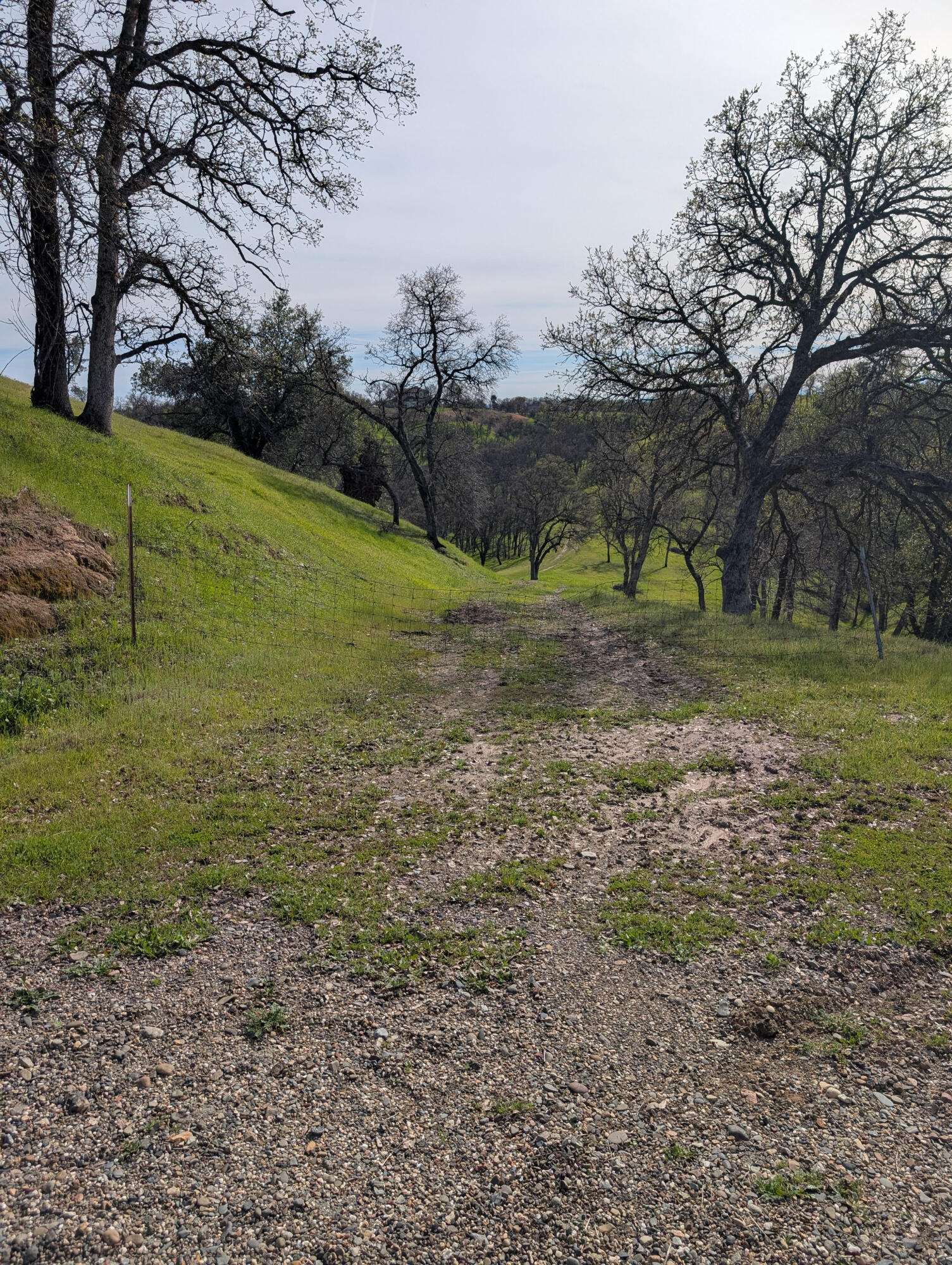 Penneleme Road Red Bluff, CA 96080 - Photo 5 of 8 trees