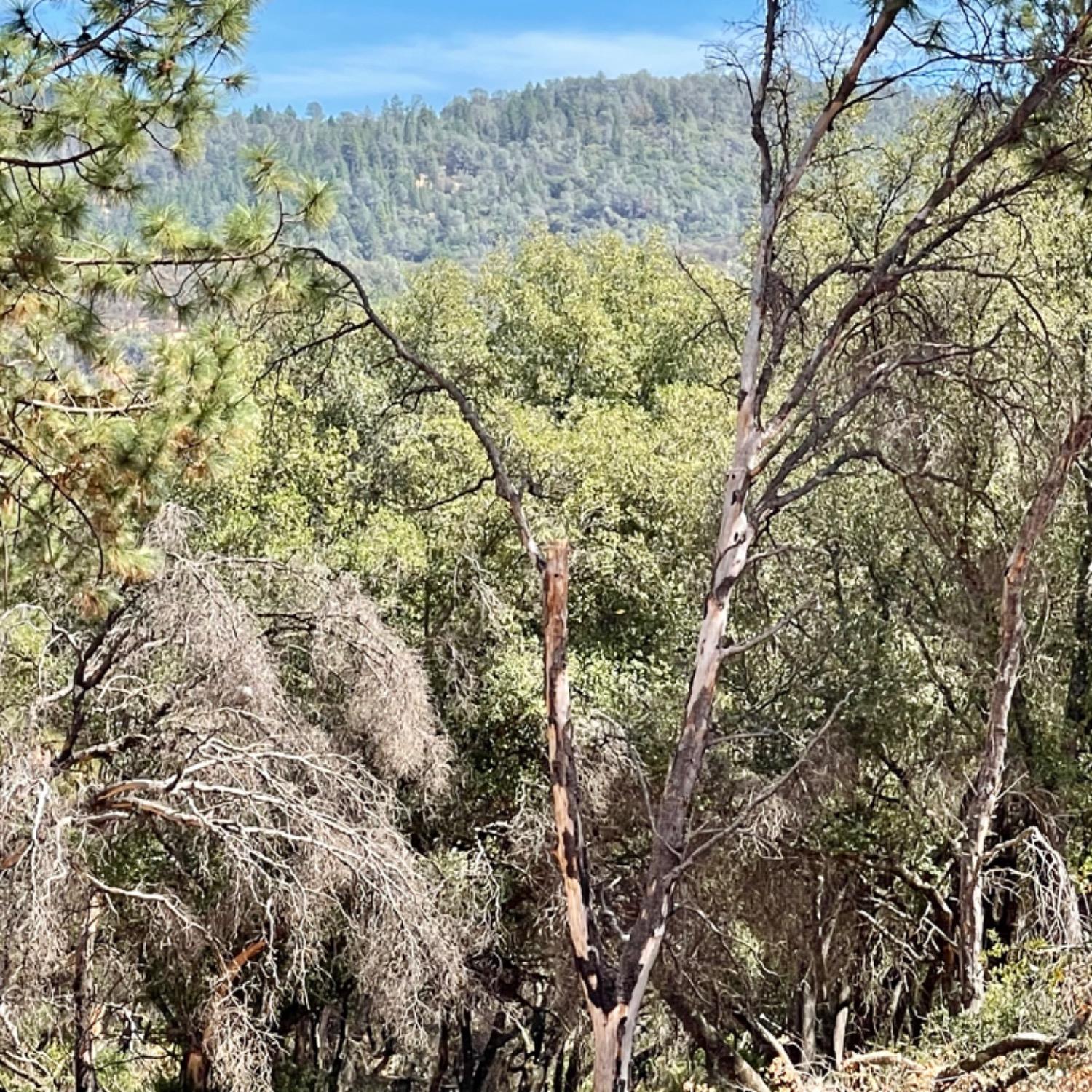 0 Darby Road Bangor, CA 95914 - Photo 5 of 14