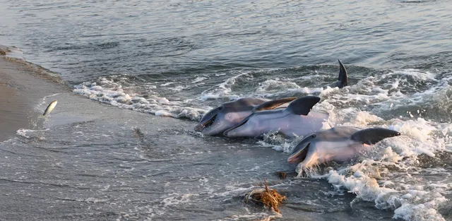 $2,495,000 | 2433 High Hammock Road, Seabrook Island, SC 29455