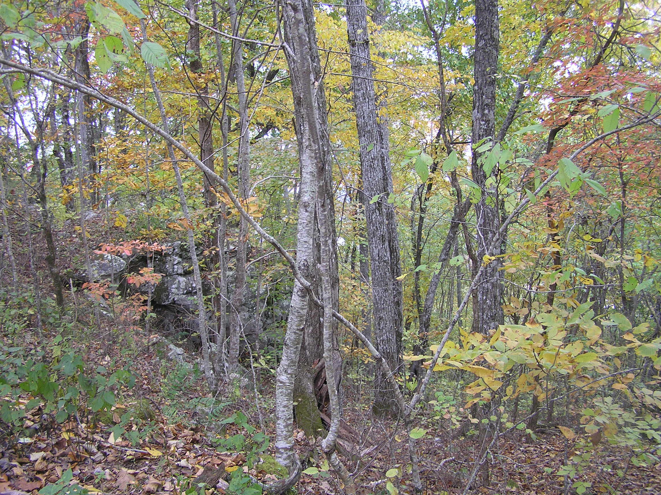 800 Window Rock Road, Unit 4 Dunlap, TN 37327 - Photo 14 of 35 wr 013