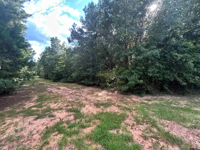 a view of a yard with plants and large trees