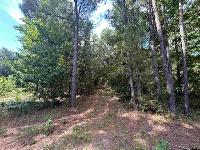 a view of a forest with trees in the background
