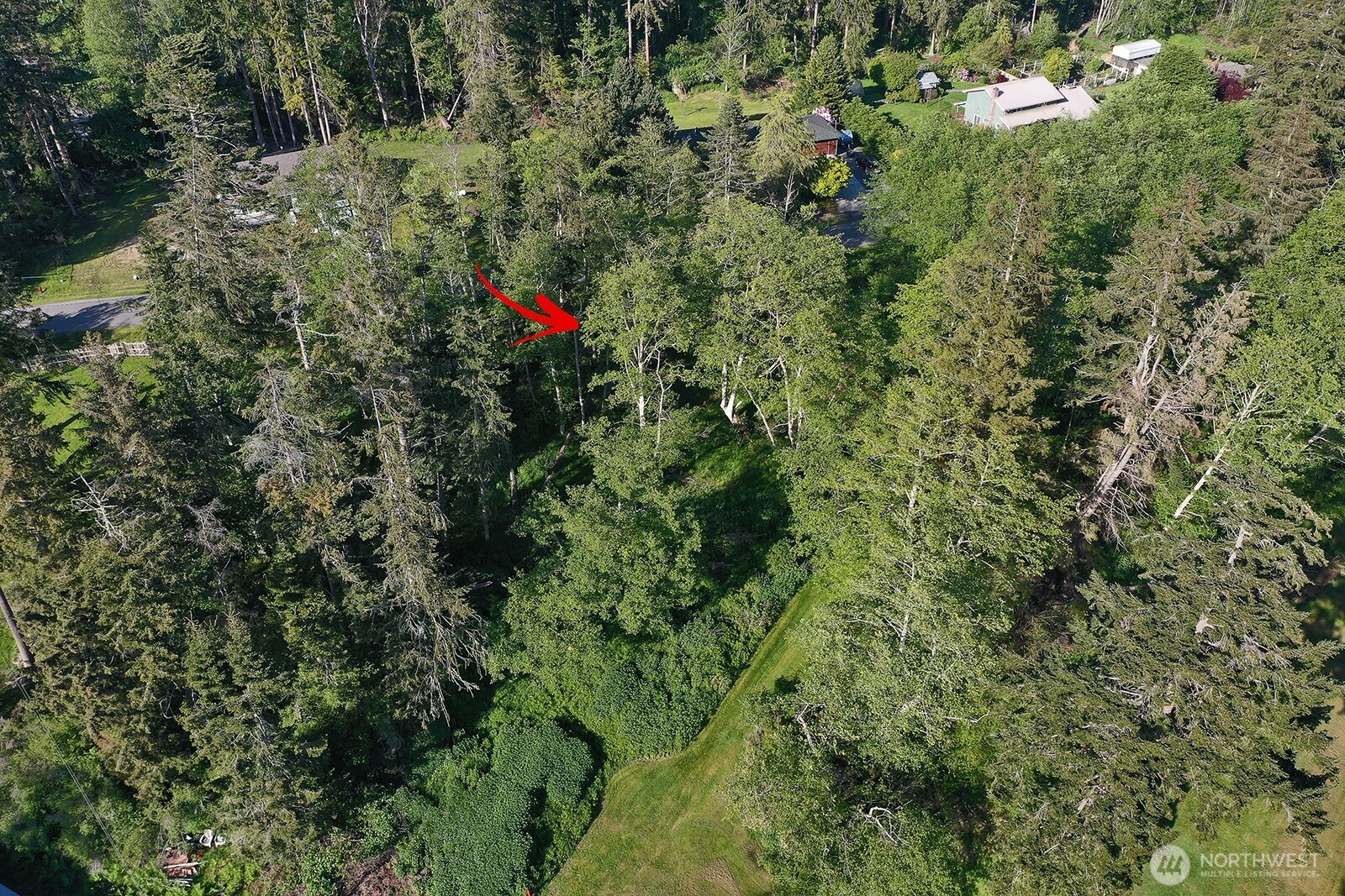 364 Gramayre Road Coupeville, WA 98239 - Photo 35 of 38 a view of a forest with a tree