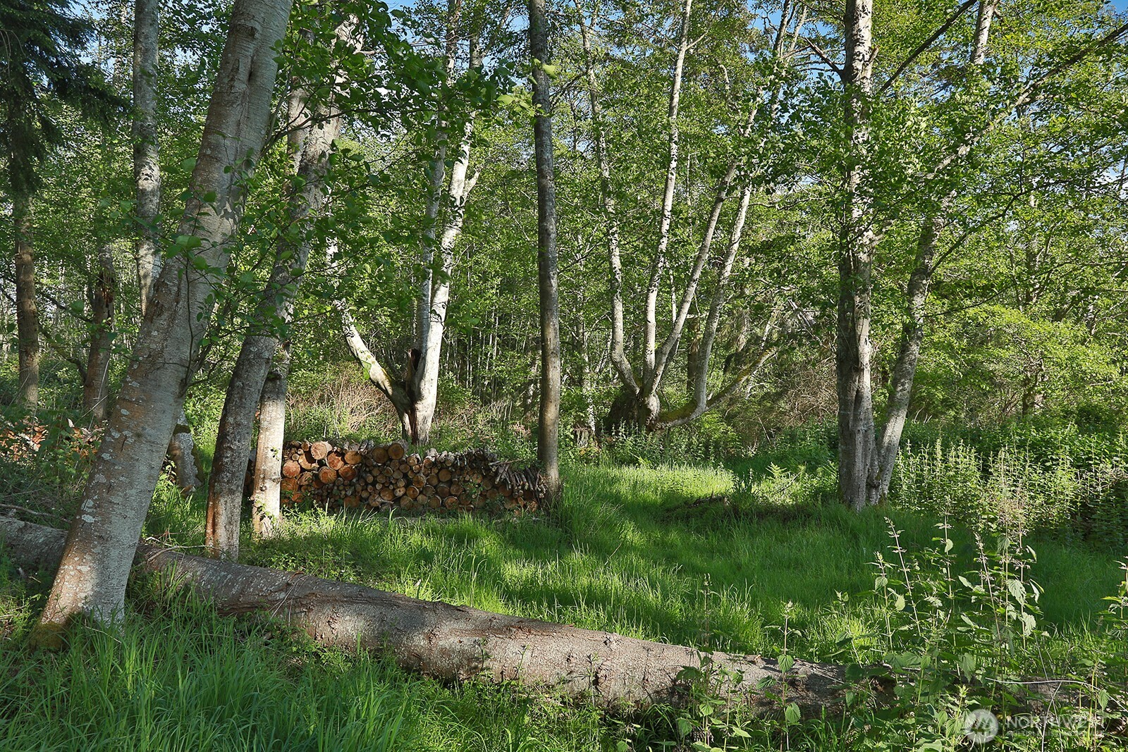 364 Gramayre Road Coupeville, WA 98239 - Photo 9 of 38 a view of backyard with green space