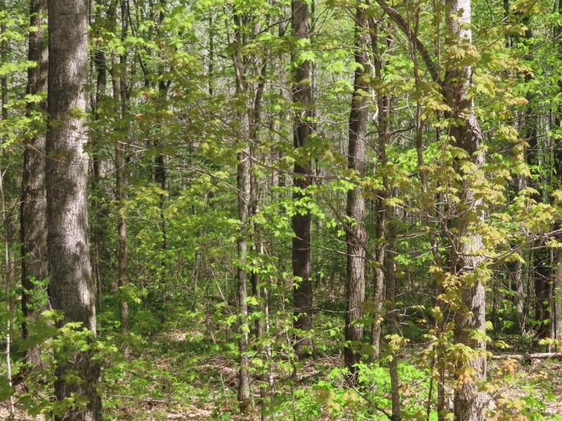 On Sand Lake Road, Unit 15 ACRES Crandon, WI 54520 - Photo 11 of 22 Gallery Image 11