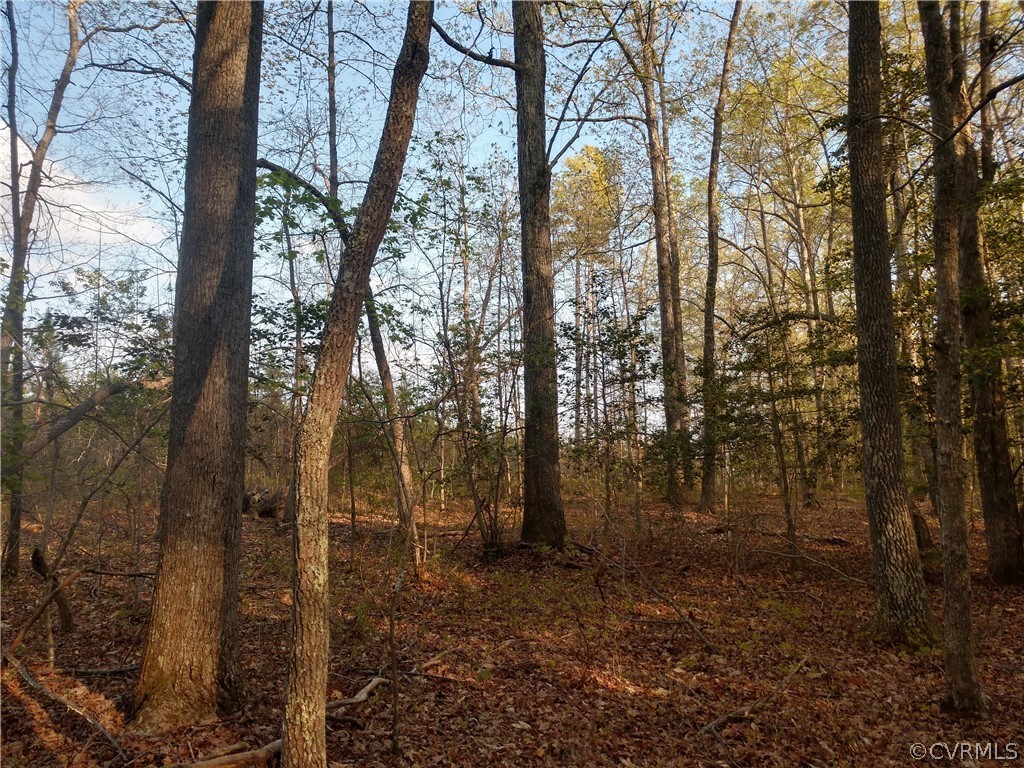 6851 Cox Road Wilsons, VA 23894 - Photo 29 of 50 a view of a forest with trees