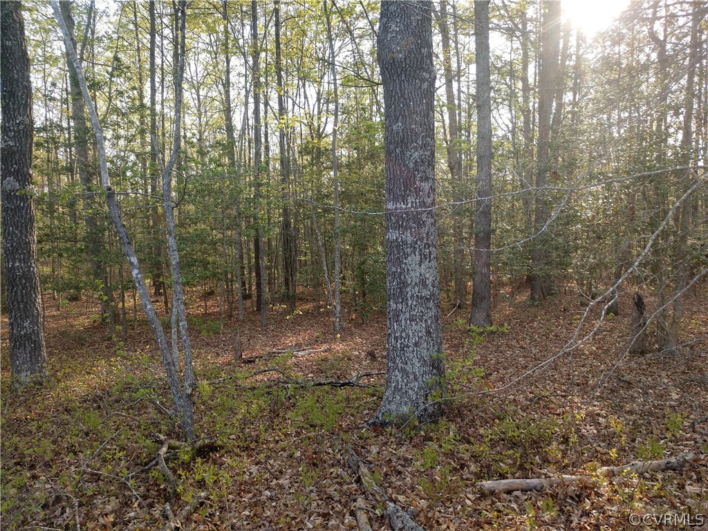 6851 Cox Road Wilsons, VA 23894 - Photo 30 of 50 a view of a forest that has large trees