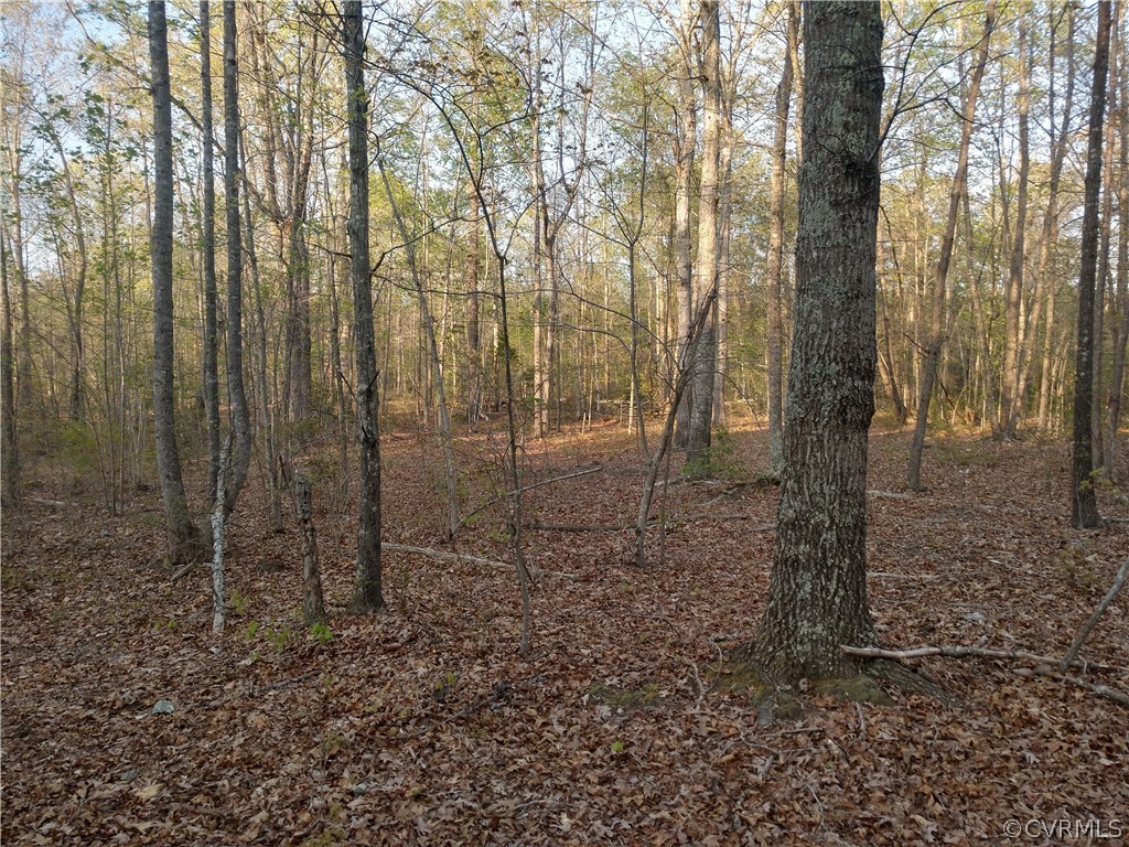 6851 Cox Road Wilsons, VA 23894 - Photo 34 of 50 a view of a forest view