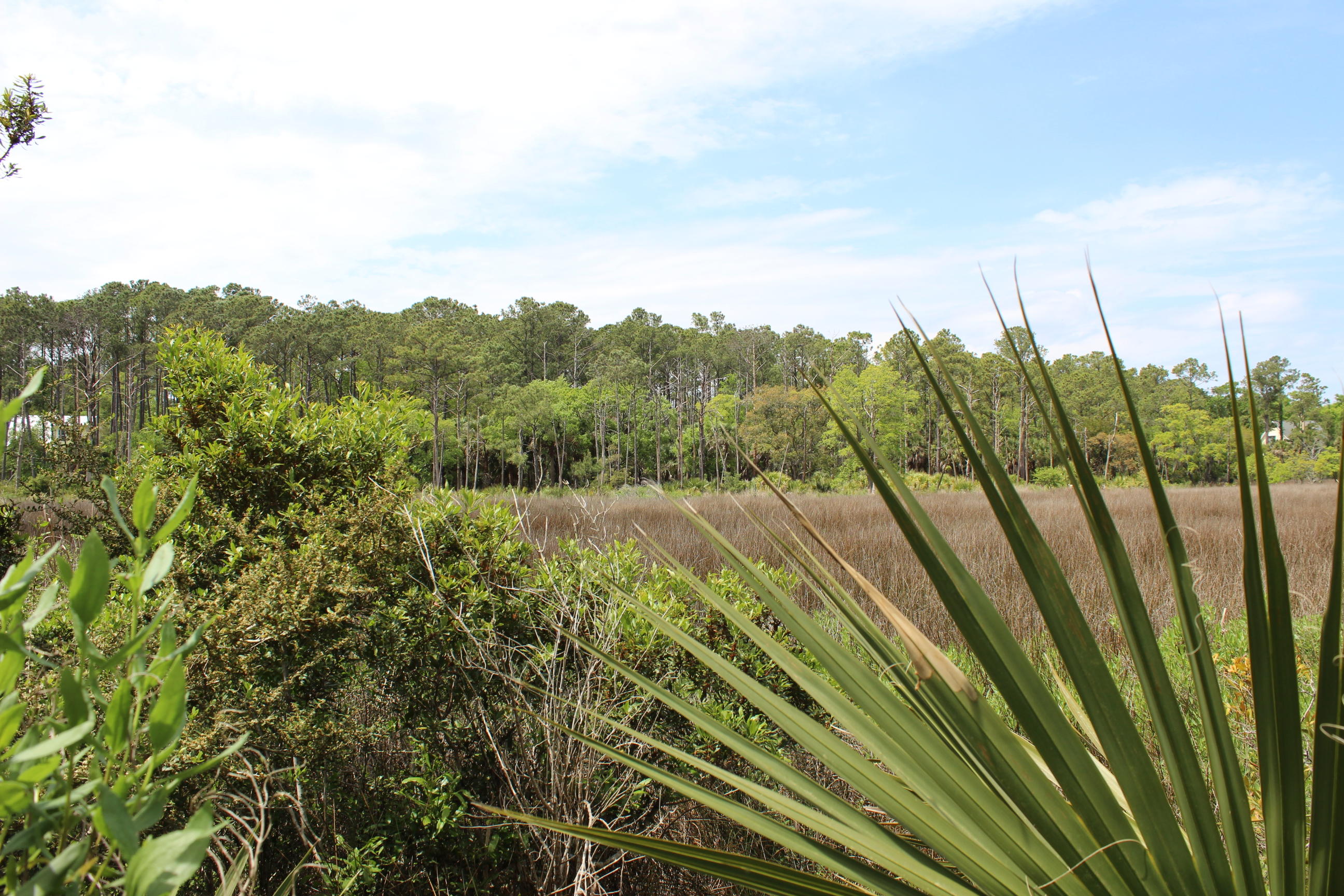 139 Cotton Bay Road Edisto Island, SC 29438 - Photo 1 of 13 IMG_5015