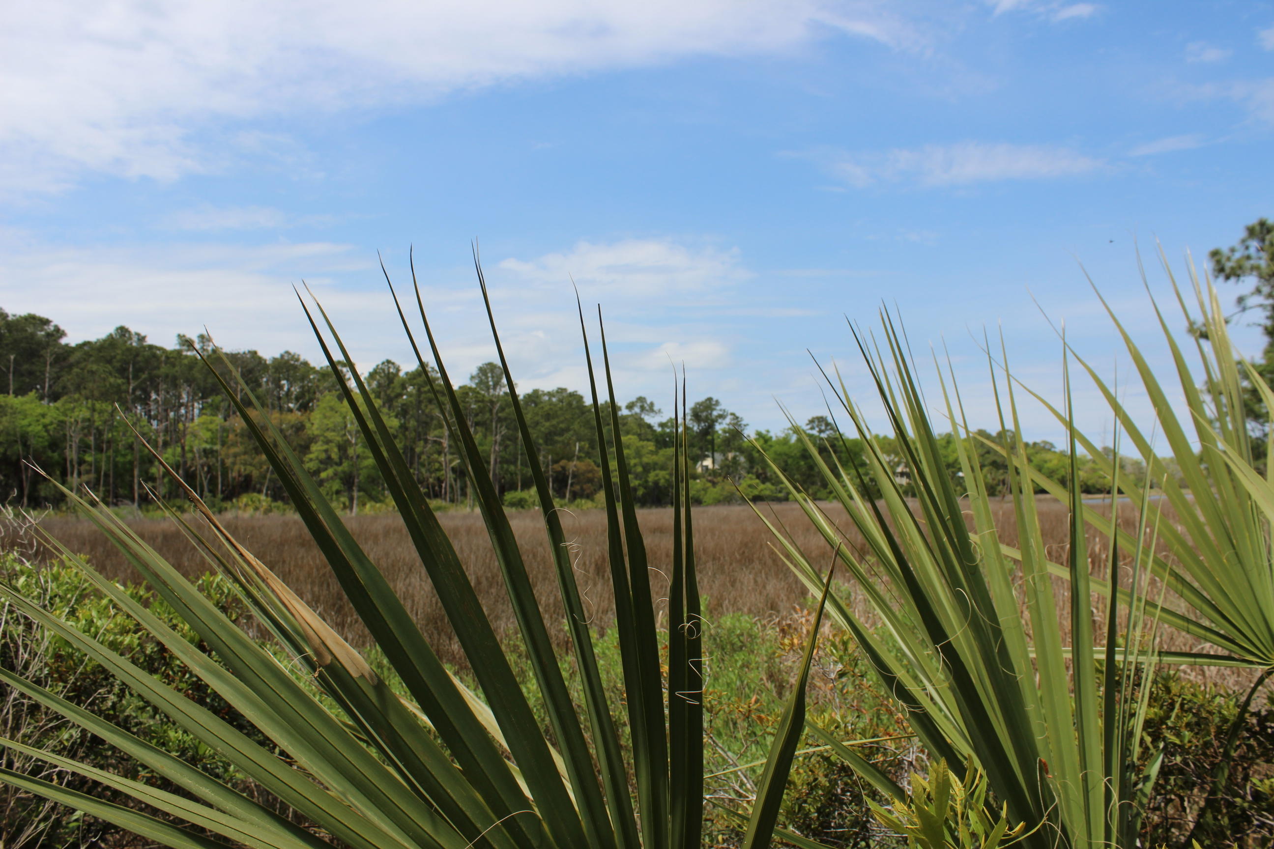139 Cotton Bay Road Edisto Island, SC 29438 - Photo 9 of 13 IMG_5014