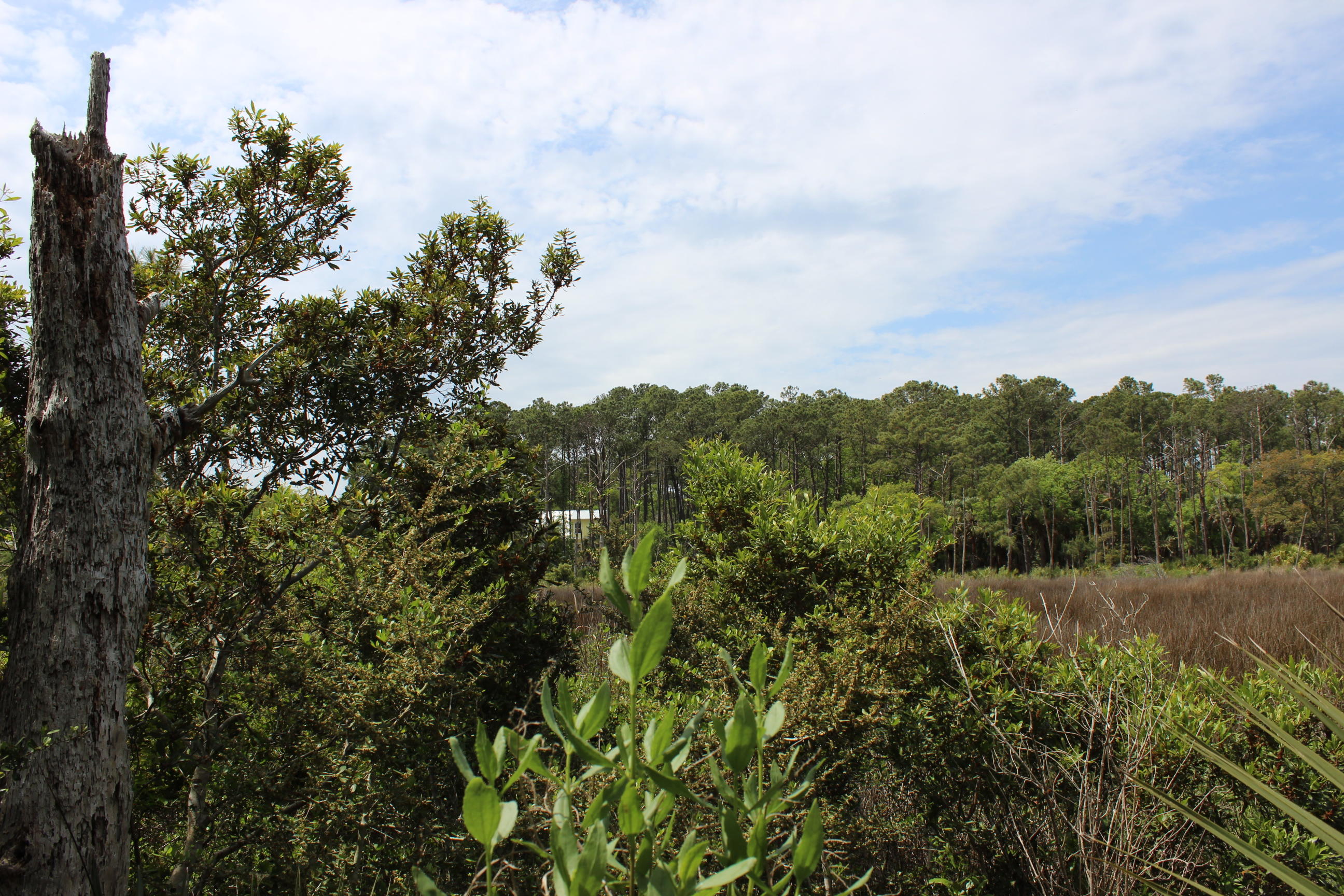 139 Cotton Bay Road Edisto Island, SC 29438 - Photo 10 of 13 IMG_5016