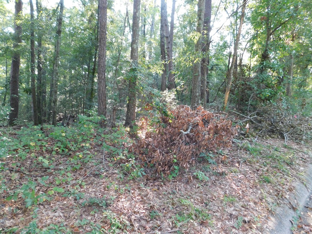 0 Briarcliff Road Ozark, AL 36360 - Photo 2 of 3