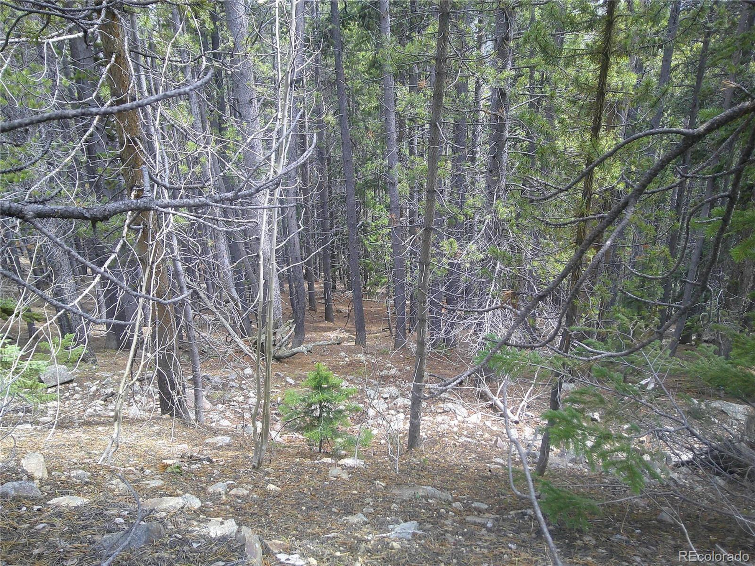 441 Hillside Road Idaho Springs, CO 80452 - Photo 2 of 5 a backyard of a house with lots of green space
