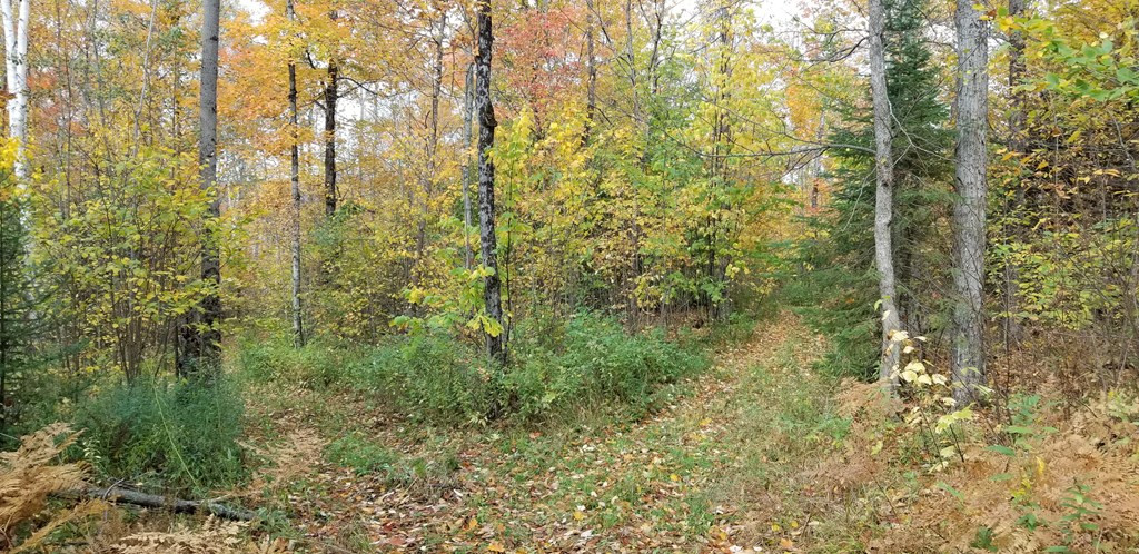 . Boomhower Road Lyon Mountain, NY 12952 - Photo 16 of 25 Gallery Image 16