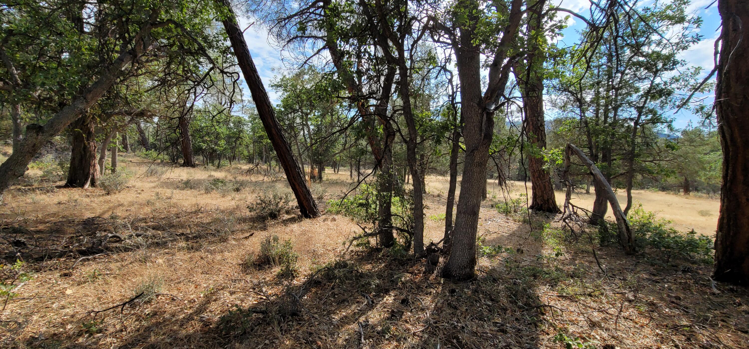a view of forest