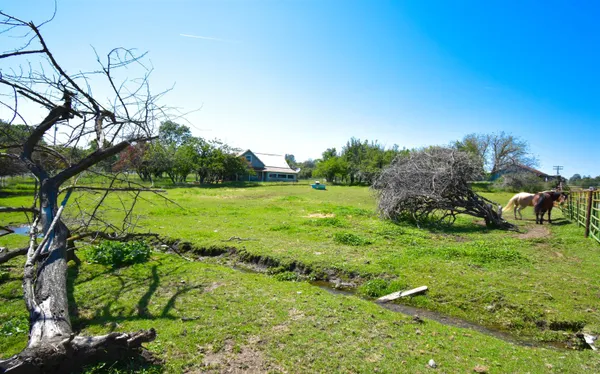 a view of a garden with a tree