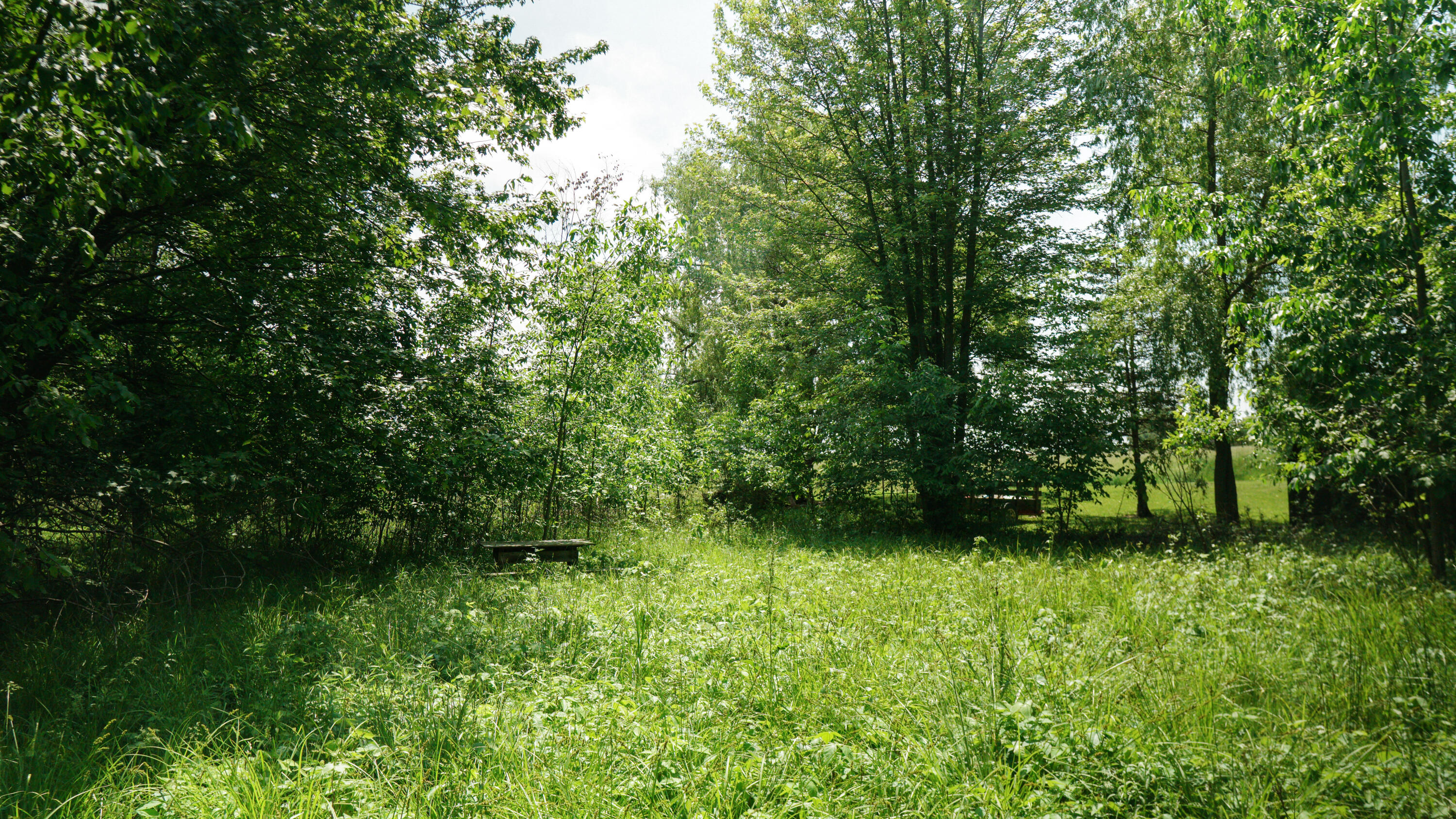 Lyman Road Kaleva, MI 49645 - Photo 7 of 9 Interior open area