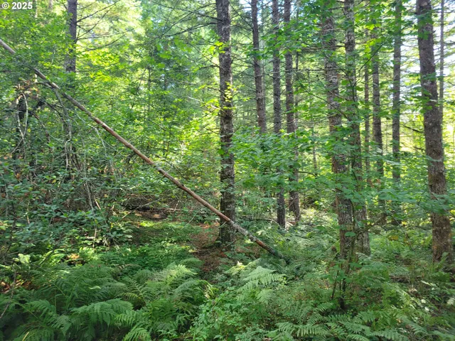 a view of a lush green forest