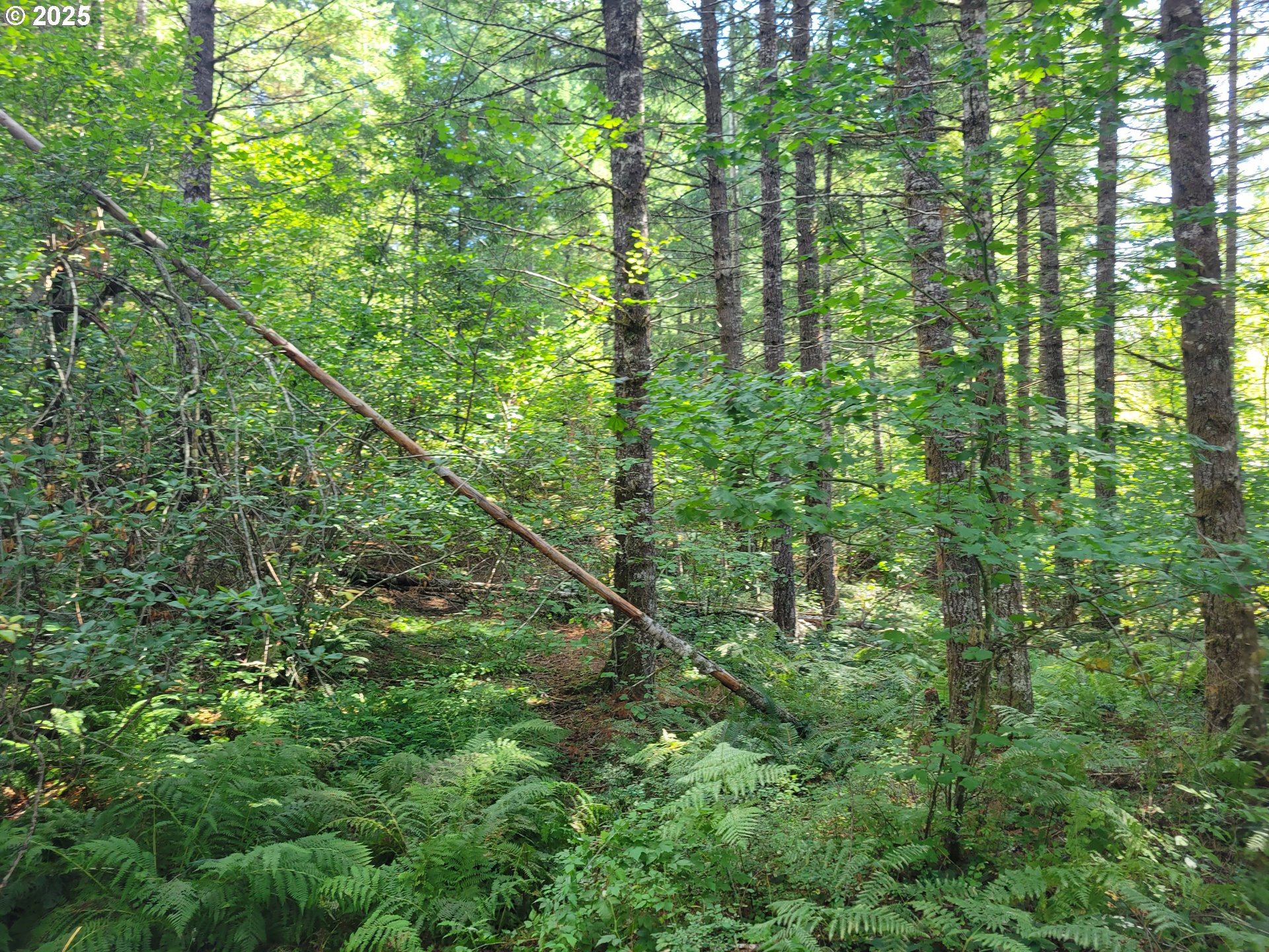 a view of a lush green forest