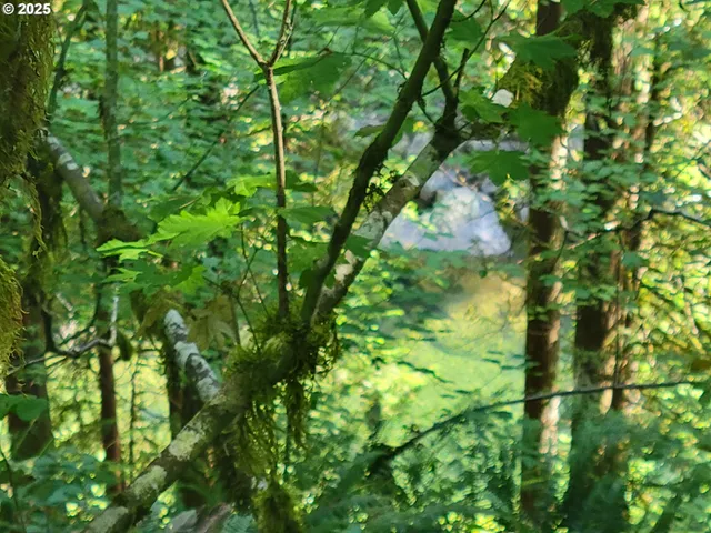 a backyard of a house with lots of trees