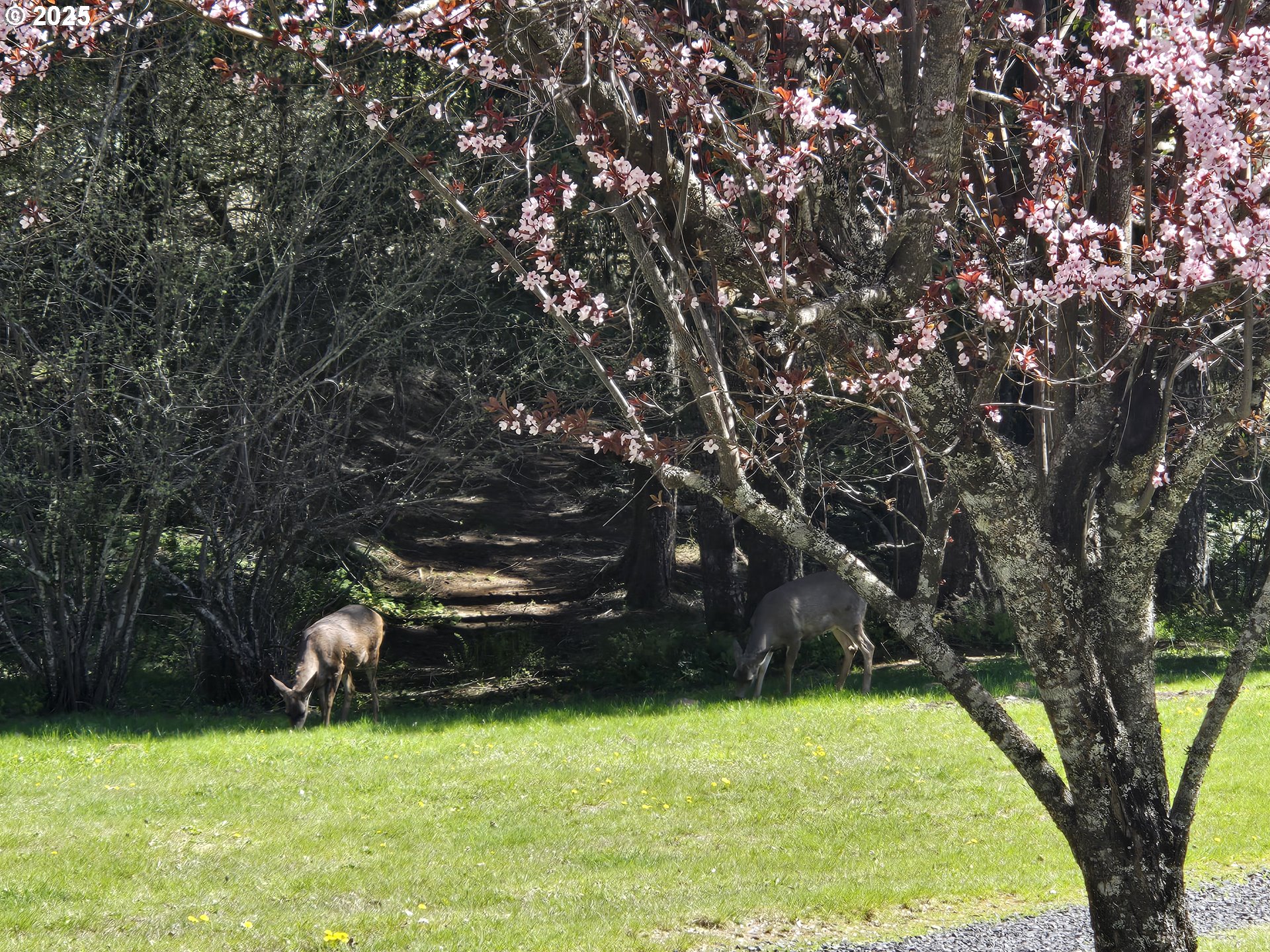 Heslen Road Carson, WA 98610 - Photo 5 of 5