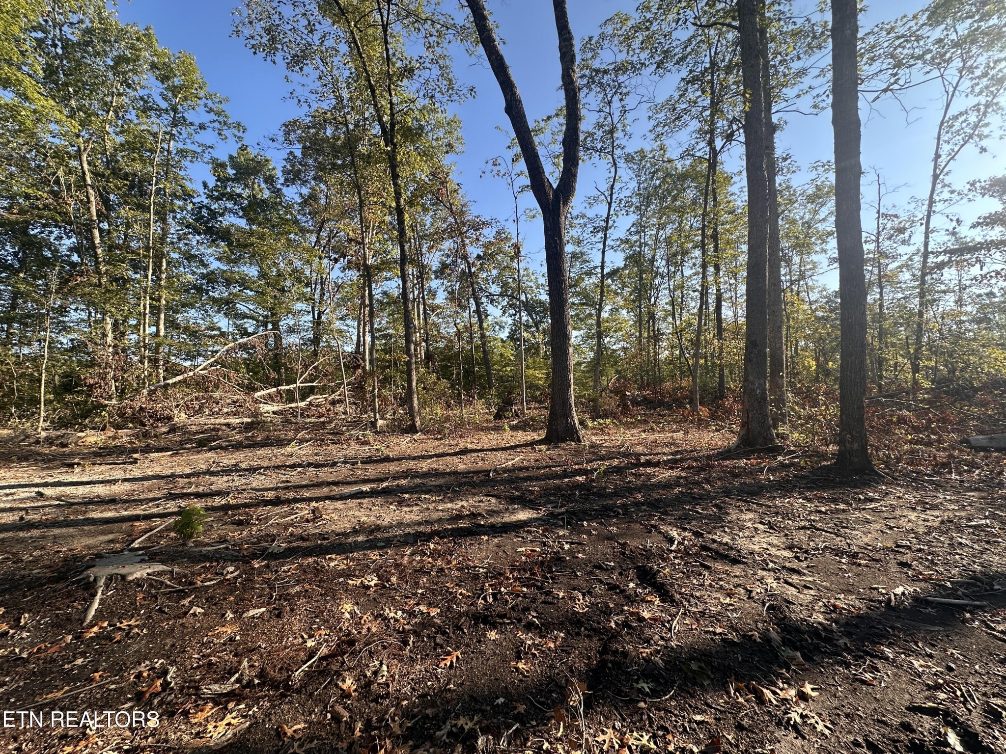 1153 Government Pond Road Jamestown, TN 38556 - Photo 1 of 6 a view of a forest with trees