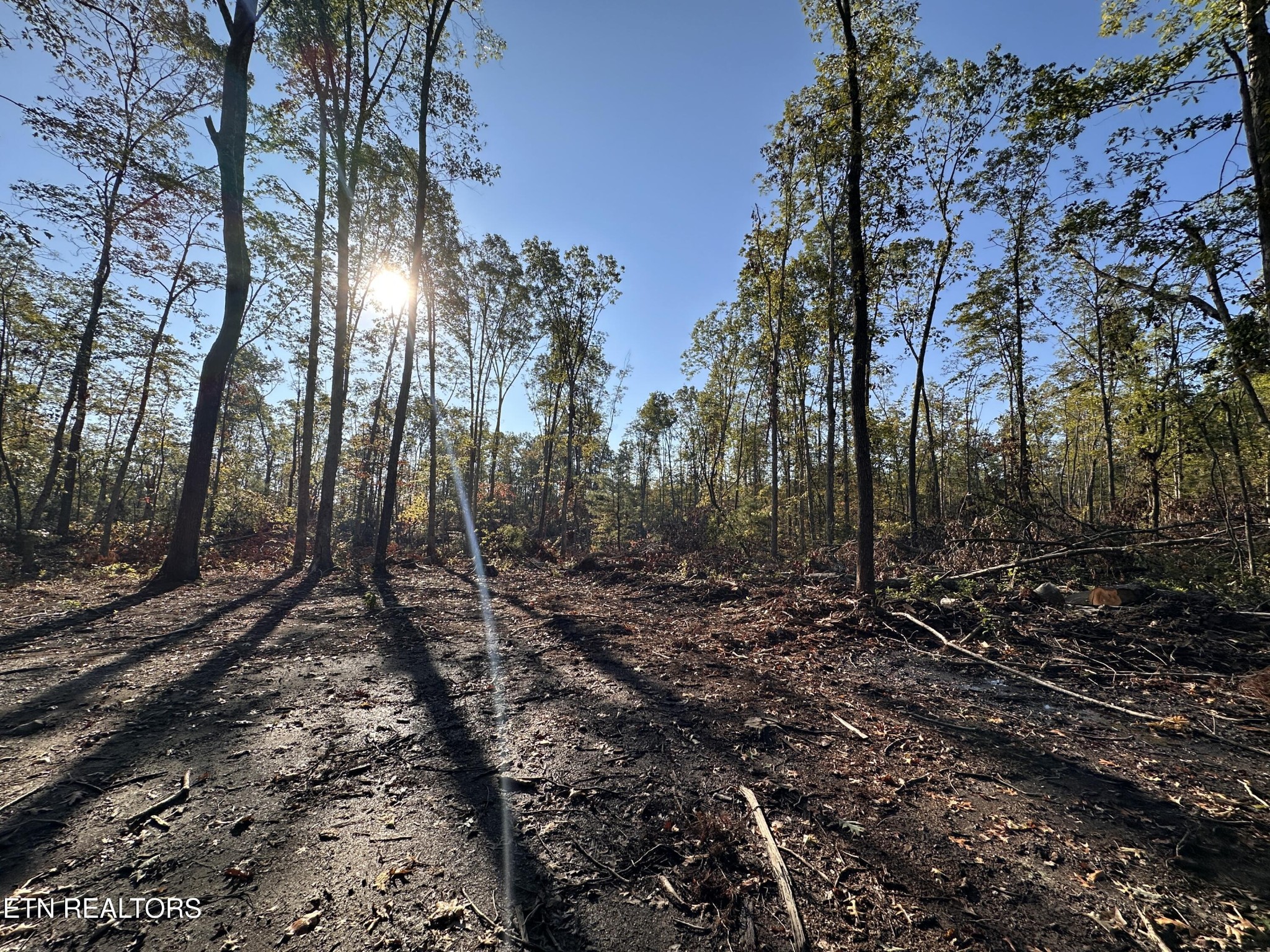 1153 Government Pond Road Jamestown, TN 38556 - Photo 4 of 6 a view of a forest with trees