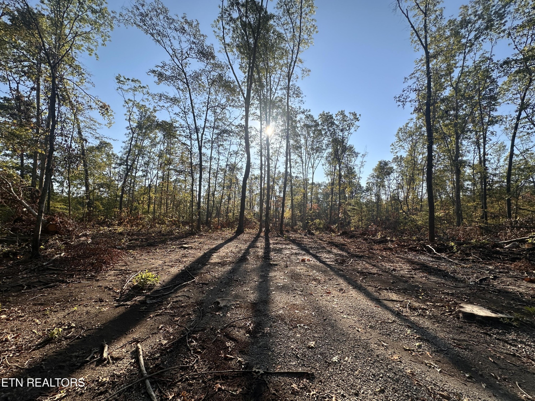 1153 Government Pond Road Jamestown, TN 38556 - Photo 5 of 6 a view of a forest filled with trees