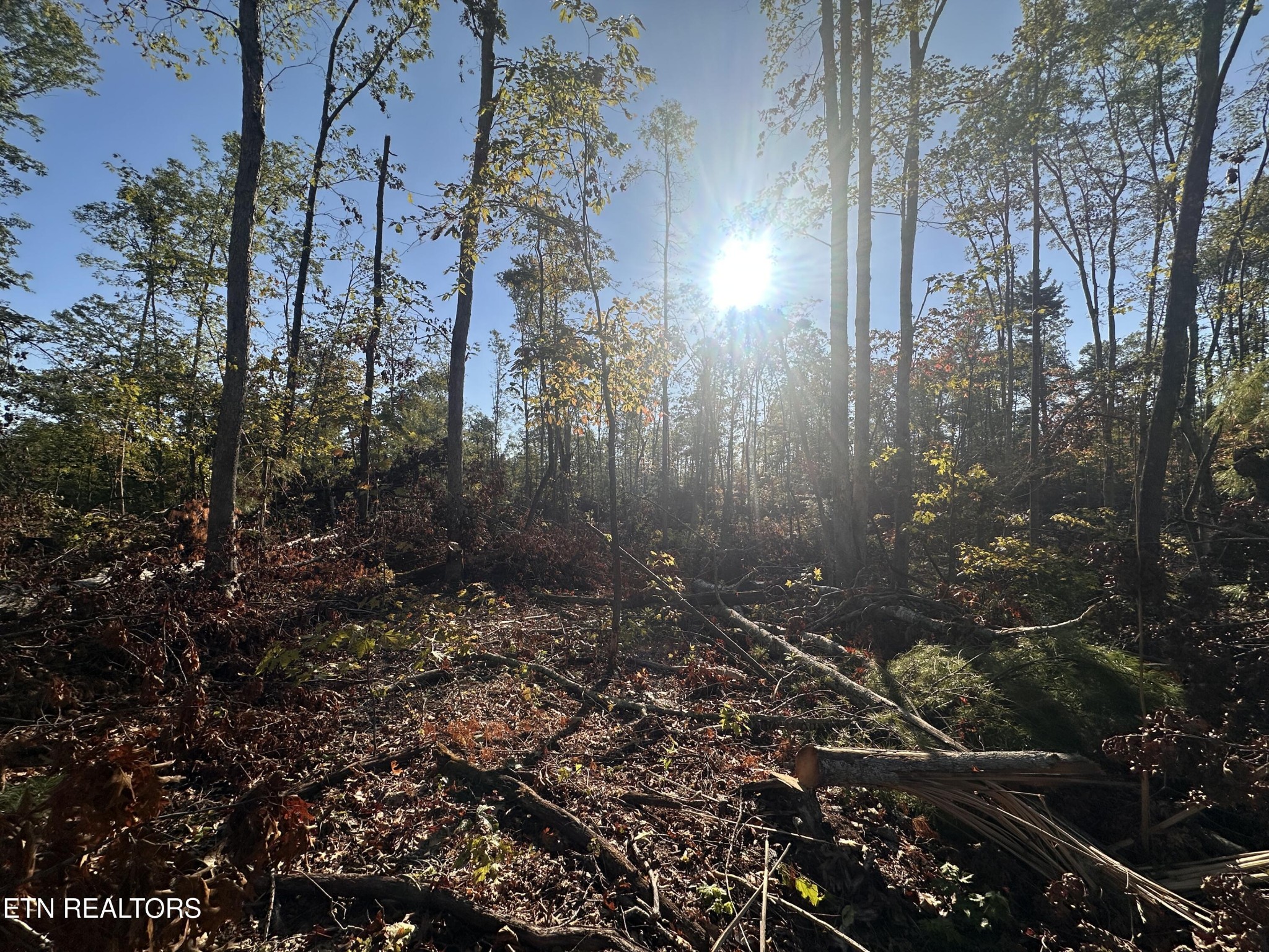 1153 Government Pond Road Jamestown, TN 38556 - Photo 6 of 6 a view of a forest with lots of trees