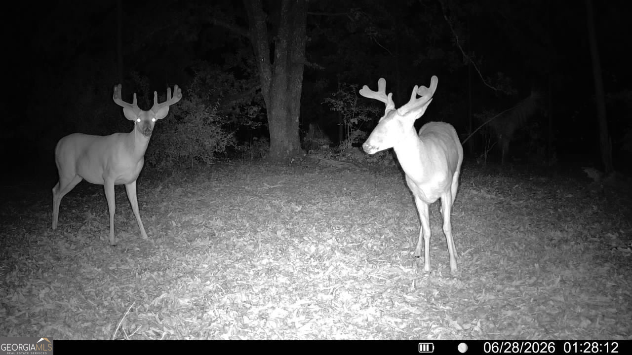 Tbd Tbd Wooten Road Cuthbert, GA 39840 - Photo 7 of 71