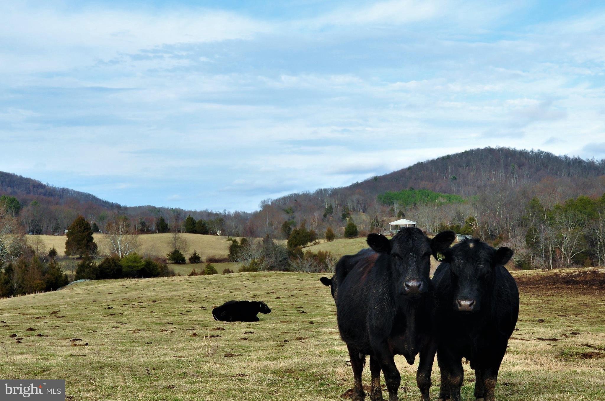 Scrabble Castleton, VA 22716 - Photo 1 of 17 Prime Pasture