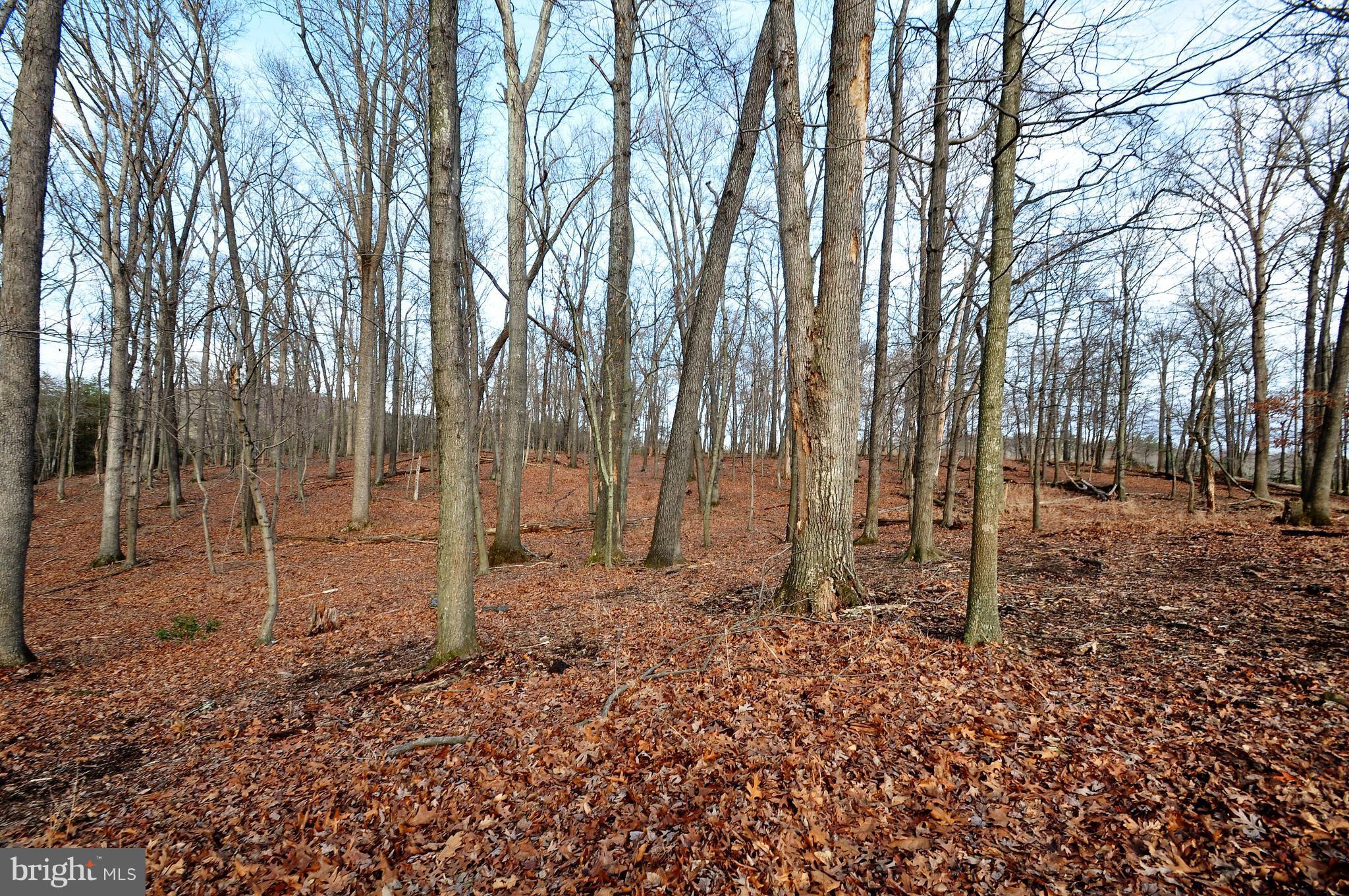 Scrabble Castleton, VA 22716 - Photo 14 of 17 Woods