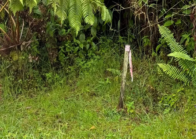 a view of a plant in a garden