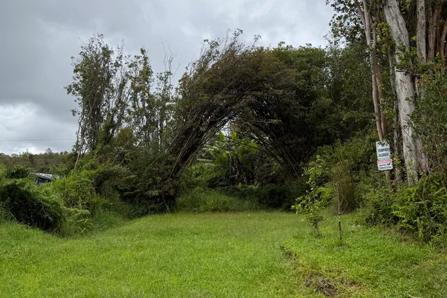 a view of a lush green space
