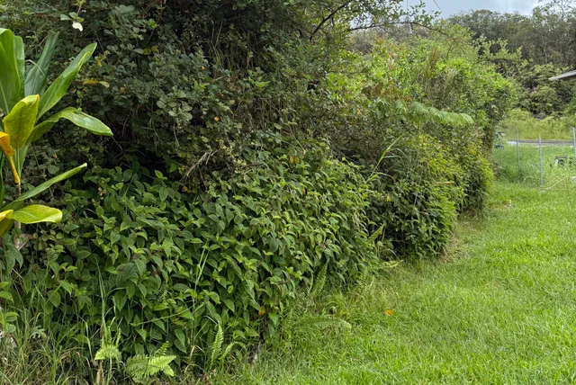 a view of a lush green forest with large trees