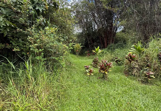 a backyard of a house with lots of green space and trees all around