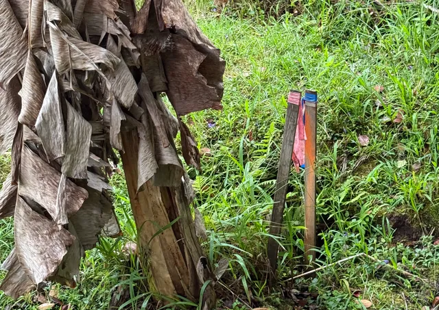 a close up of a plant in a garden