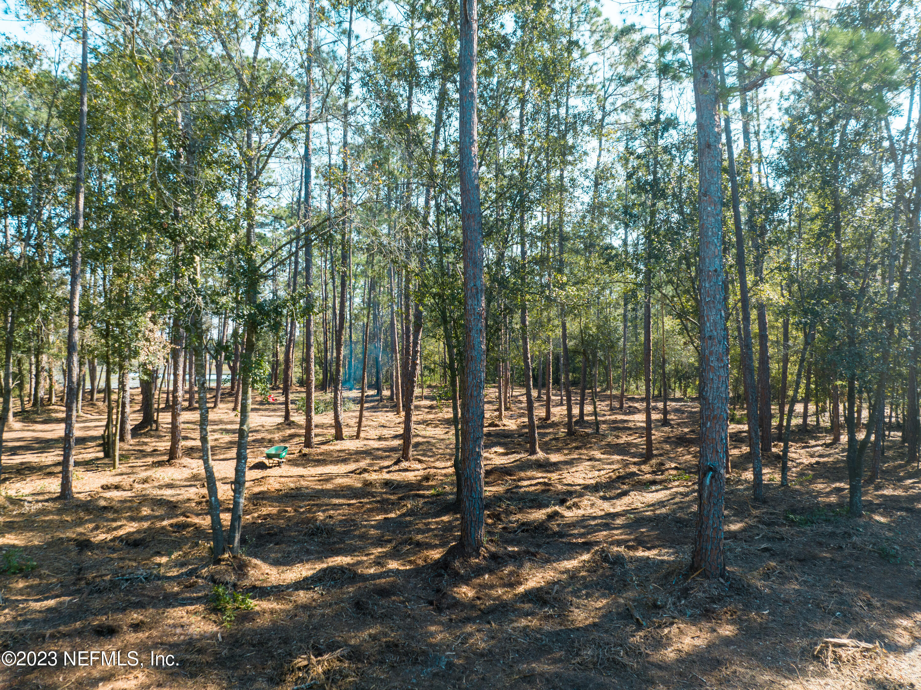 5495 Laredo Street Keystone Heights, FL 32656 - Photo 9 of 22 a view of a forest with trees